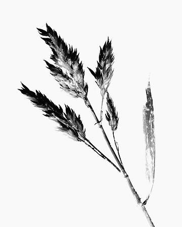 _DSC5531_exp bwbook