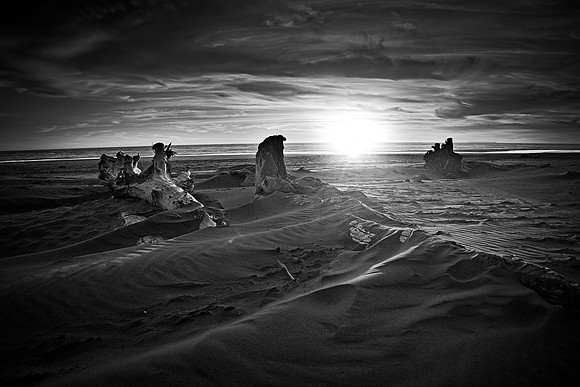 _RS05548_exp