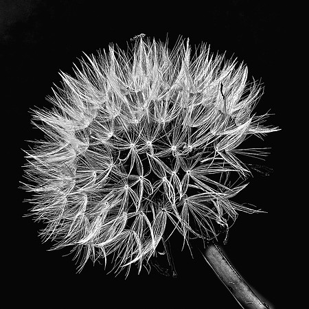 _RS83798 Dandylion 32stack_exp bwbook