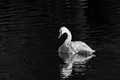 _RS03750_exp