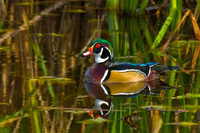 Birds Collection