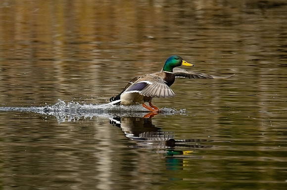 _RS05248_exp