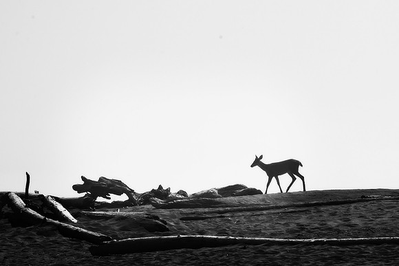 _RS58801_exp
