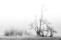 _ZFC0352_exp