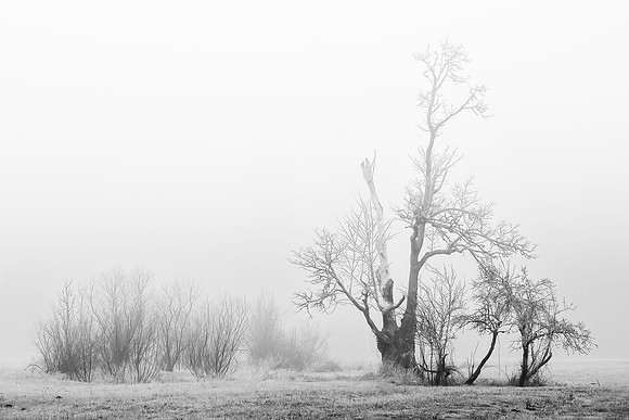 _ZFC0352_exp
