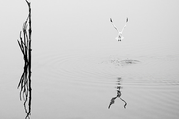_RS47705 copy-dn_exp bwbook