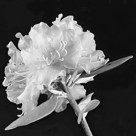 _RS65970-77 8 fb_exp bwbook