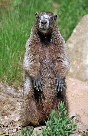 marmot1