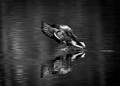 _RS04854_book2