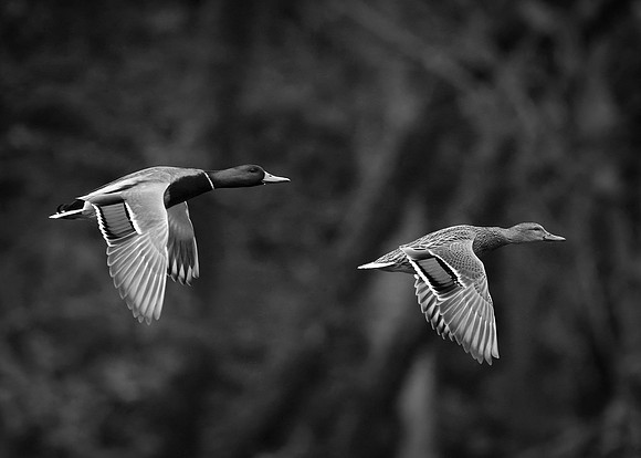 _RS04403_book2