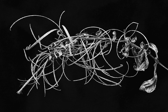 _DSC5424_exp bwbook