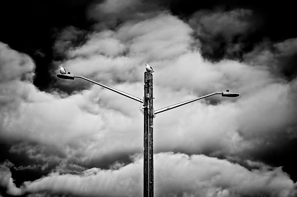 _RS00609_exp
