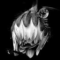 Black and White Collection