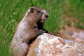 marmot2